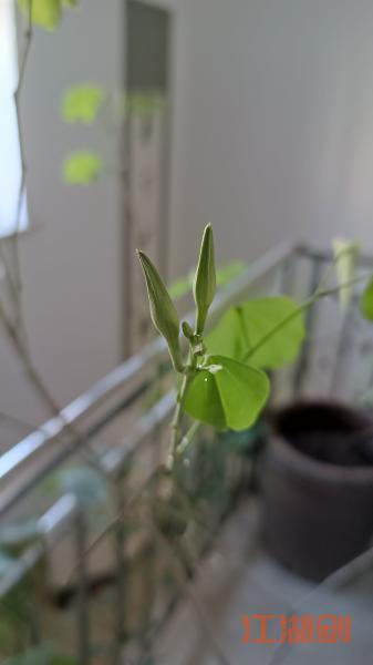 冬天不落叶盆景